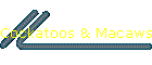 Cockatoos & Macaws